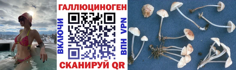 Галлюциногенные грибы прущие грибы  Грозный 